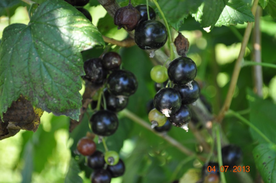 Смородина черная селеченская 2