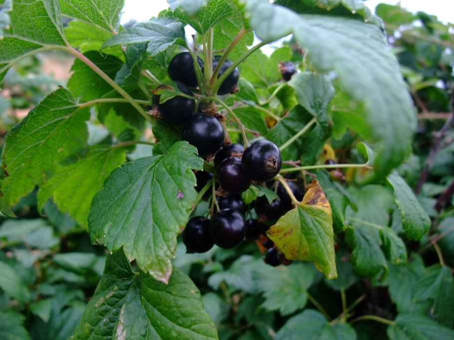 Смородина Триумф черная