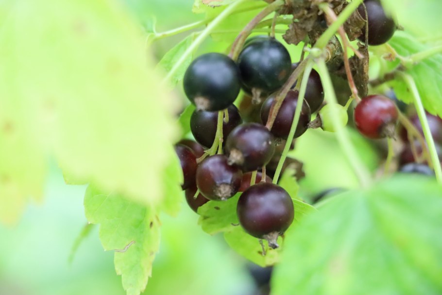 Черная смородина