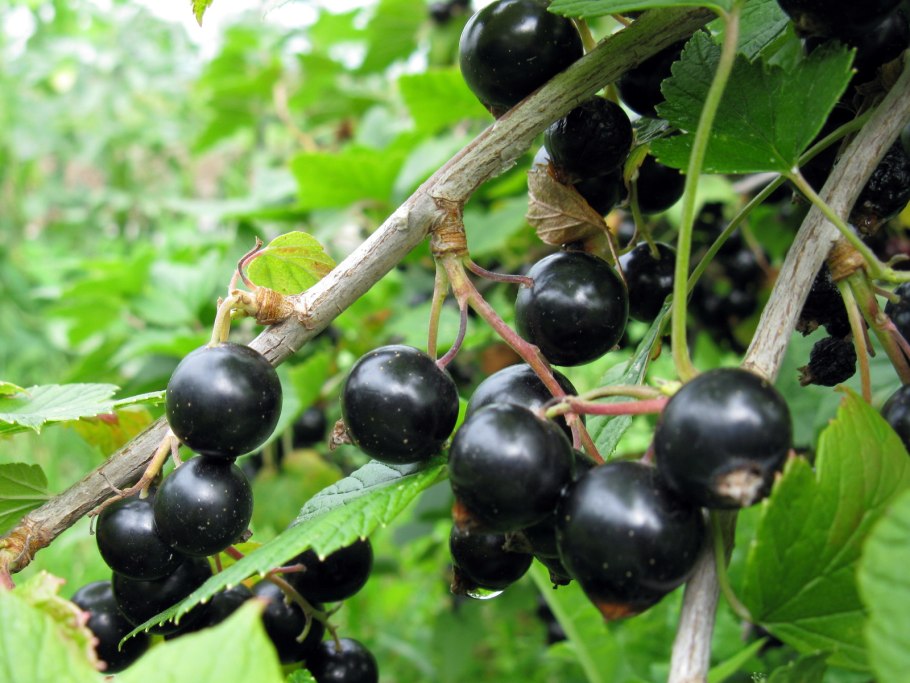 В каждой смородине свой Соловей