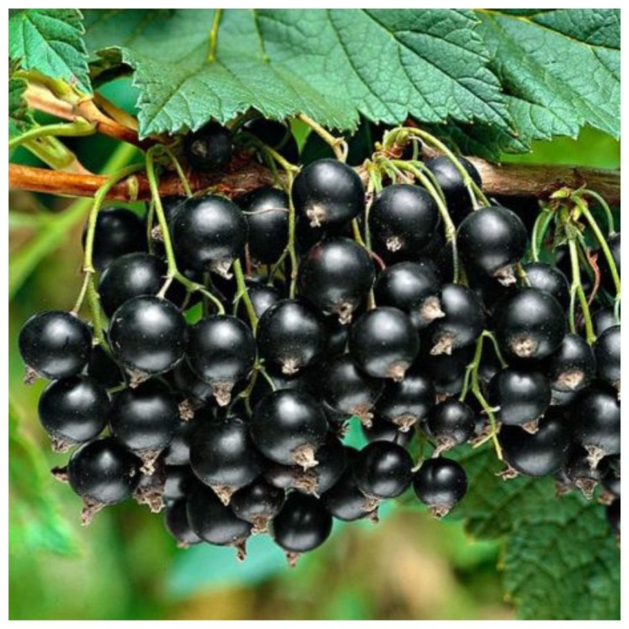 Сорт титания черная смородина