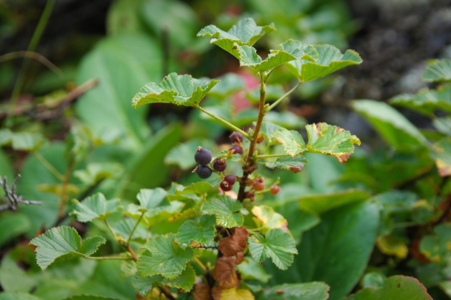 Смородина душистая