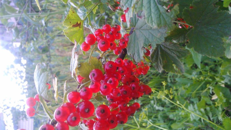 Смородина красная маарсес проминент