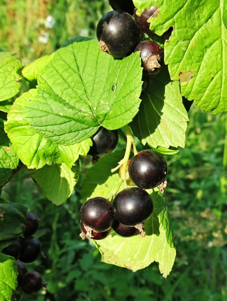 Смородина смольяниновская черная