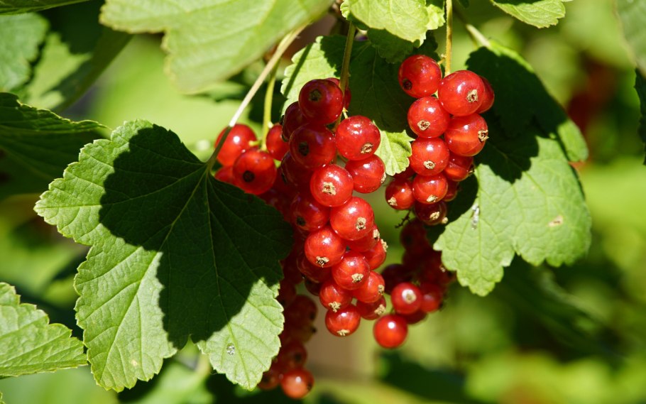 Смородина Чернавка