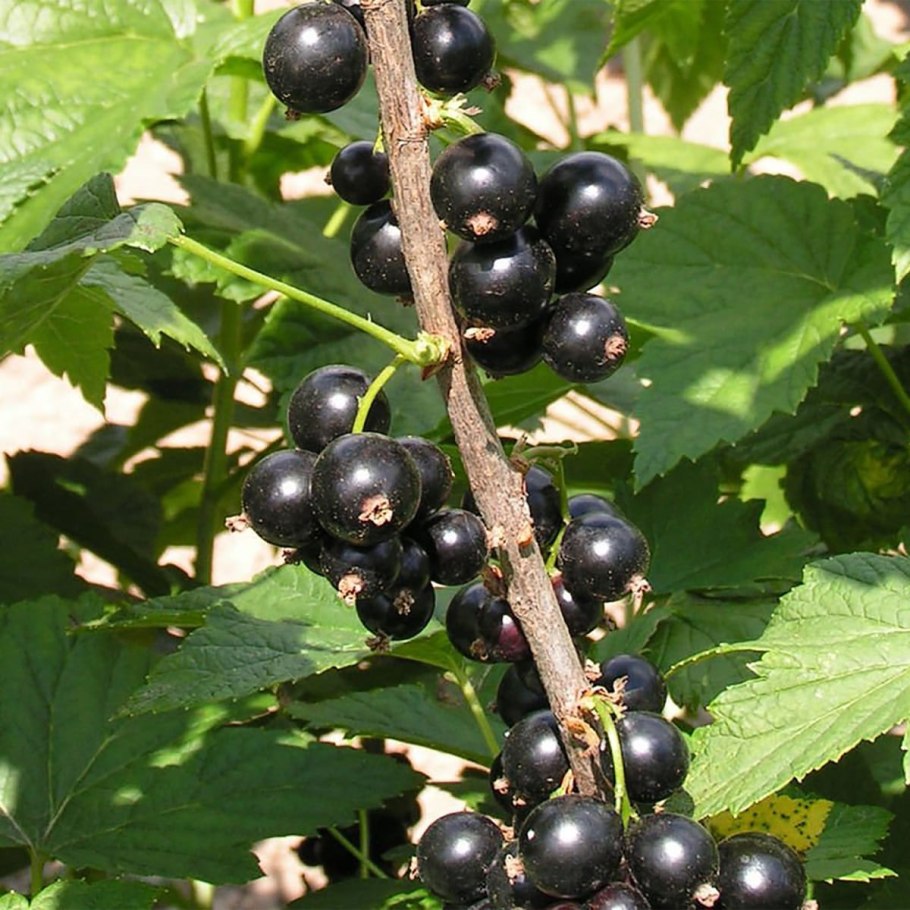 Смородина ядреная