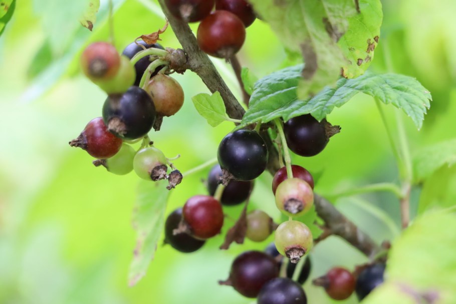 Куст смородина