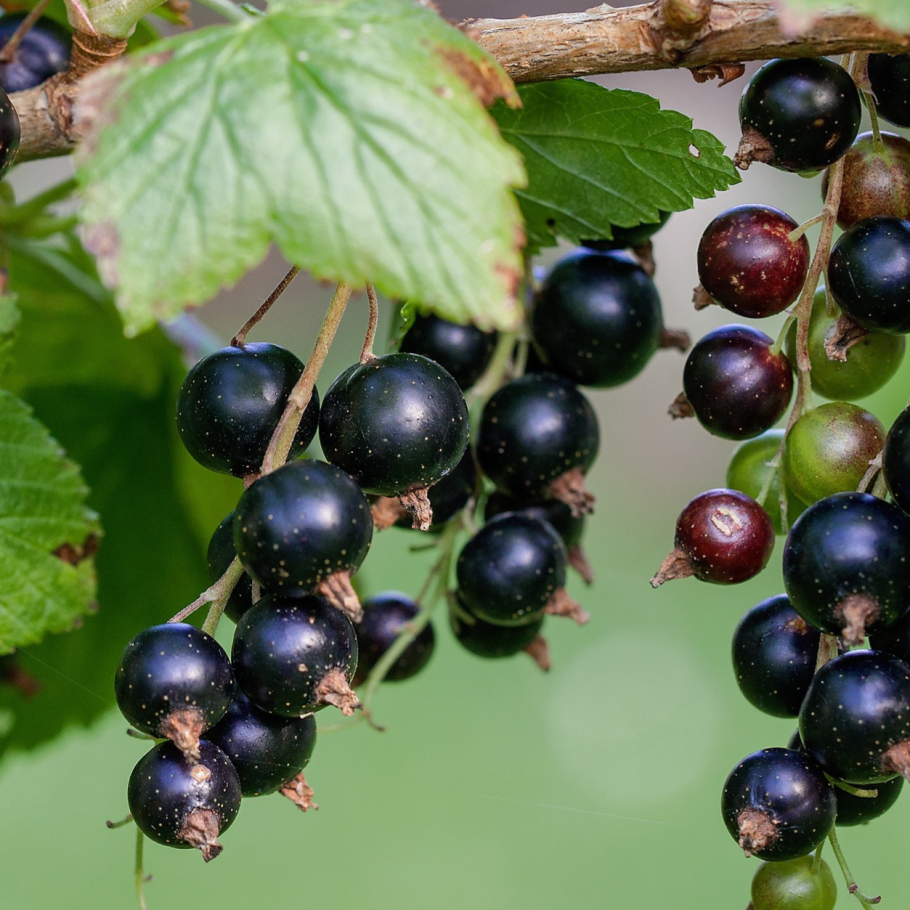 Смородина репис