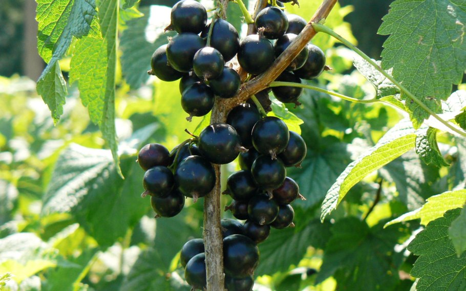 Смородина черная санюта