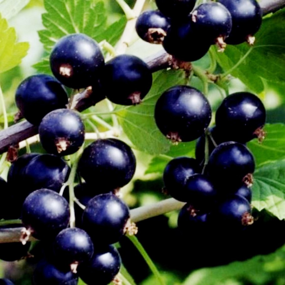 Смородина черная севчанка