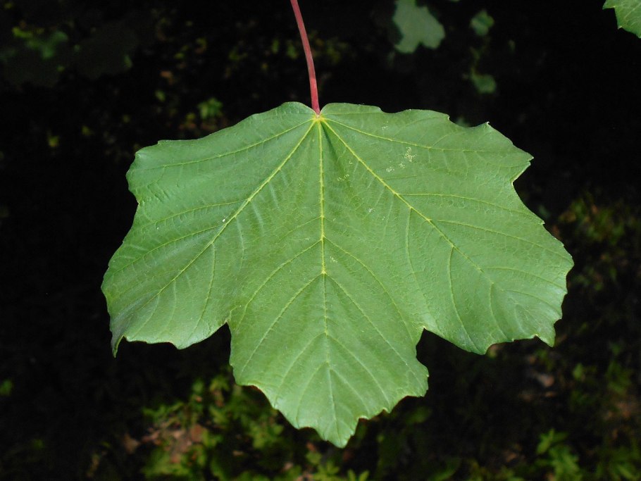 Клен в Италии