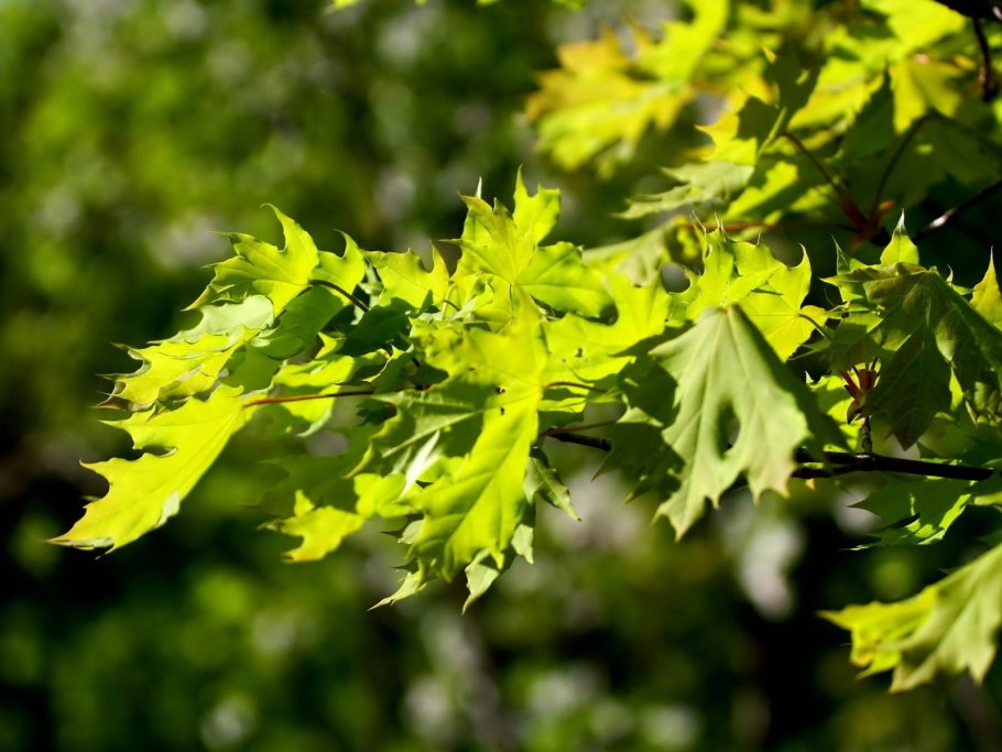 Клён остролистный платановидный