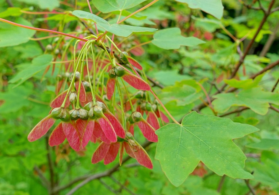 Клён канадский мелколистный