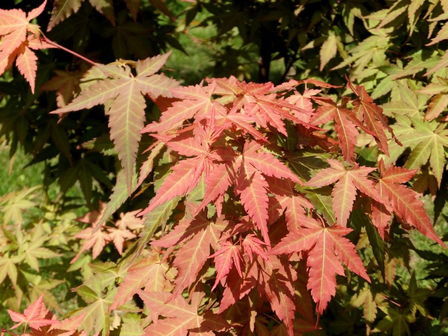 Acer palmatum katsura