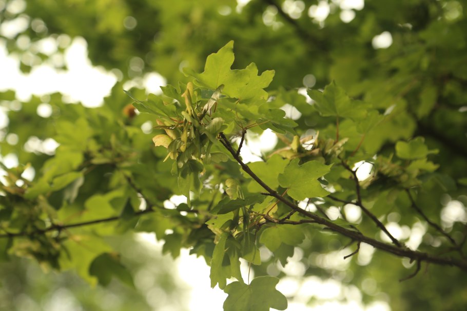 Клен полевой acer campestre