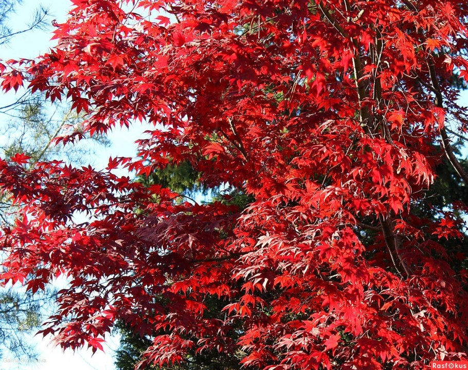 Японский клен acer palmatum