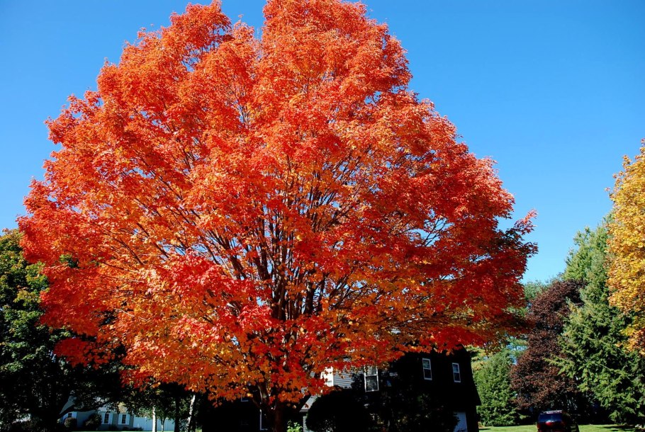 Клен сахарный — acer saccharum