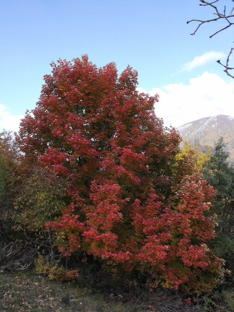 Клён гребе́нчатый (лат. Acer pectinatum)