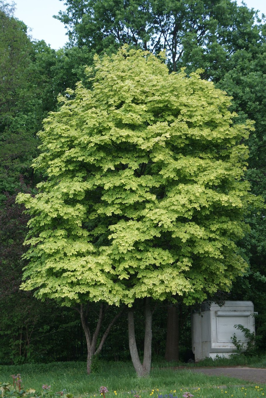 Клен остролистный друммонди