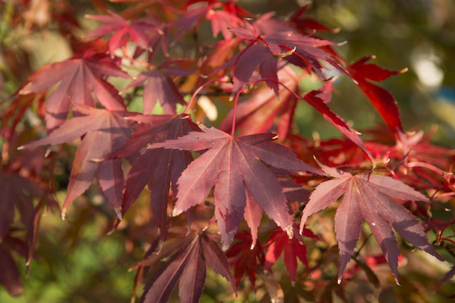 Клен acer palmatum atropurpureum