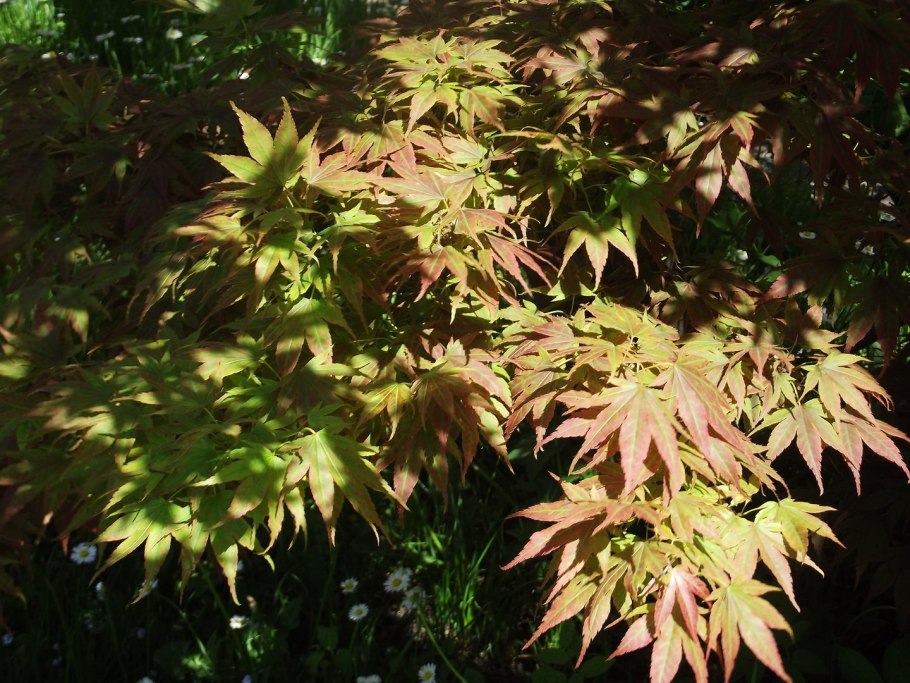 Клены японские