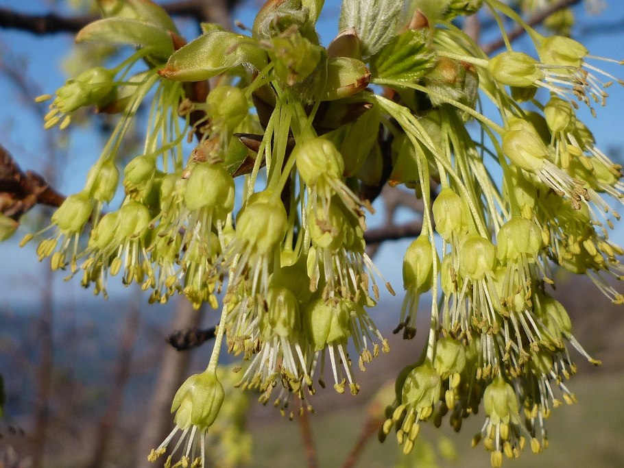 Acer opalus семена
