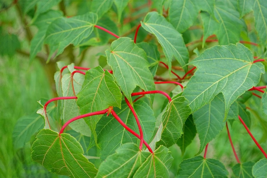 Клен гирканский лист