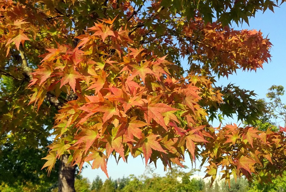 Клён канадский мелколистный