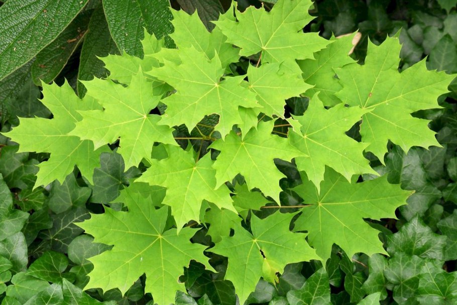 Клен платановидный