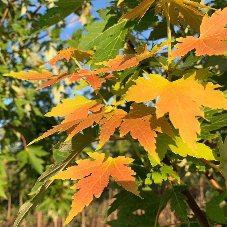 Клён крупнолистный