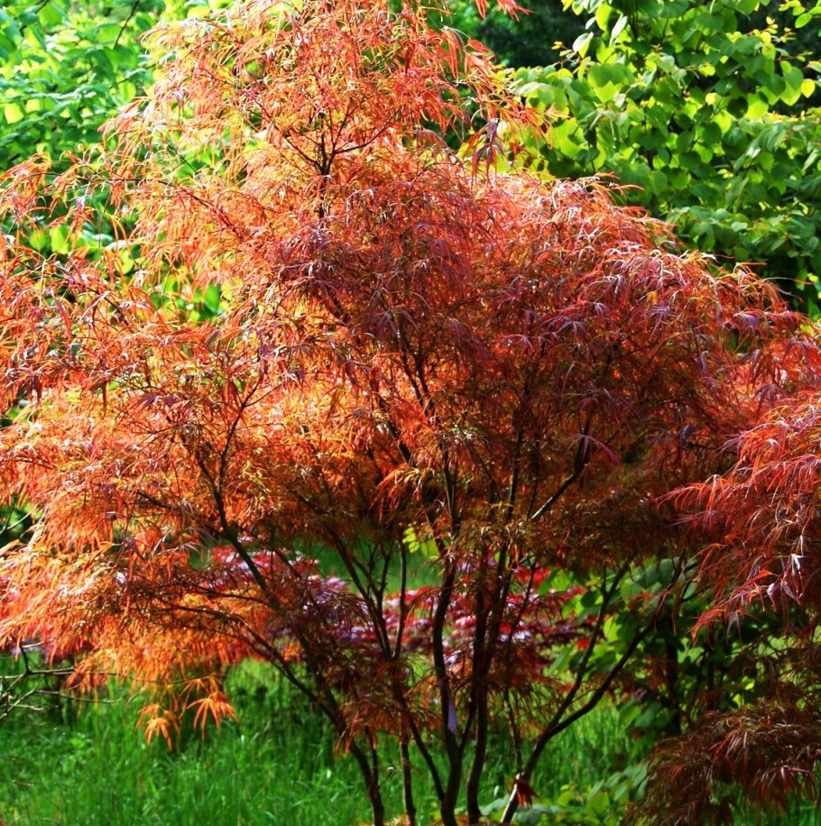Клен дланевидный acer palmatum