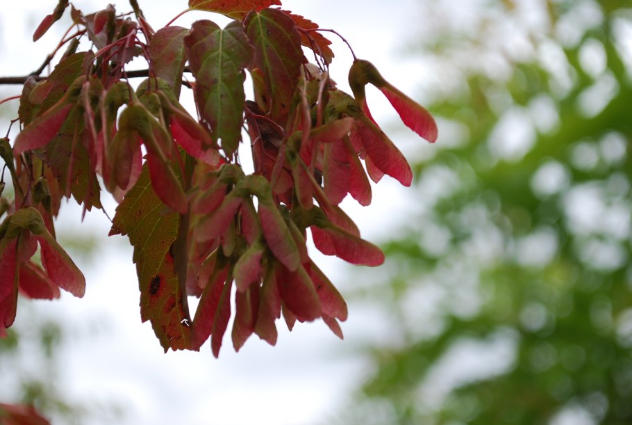 Клён татарский дерево
