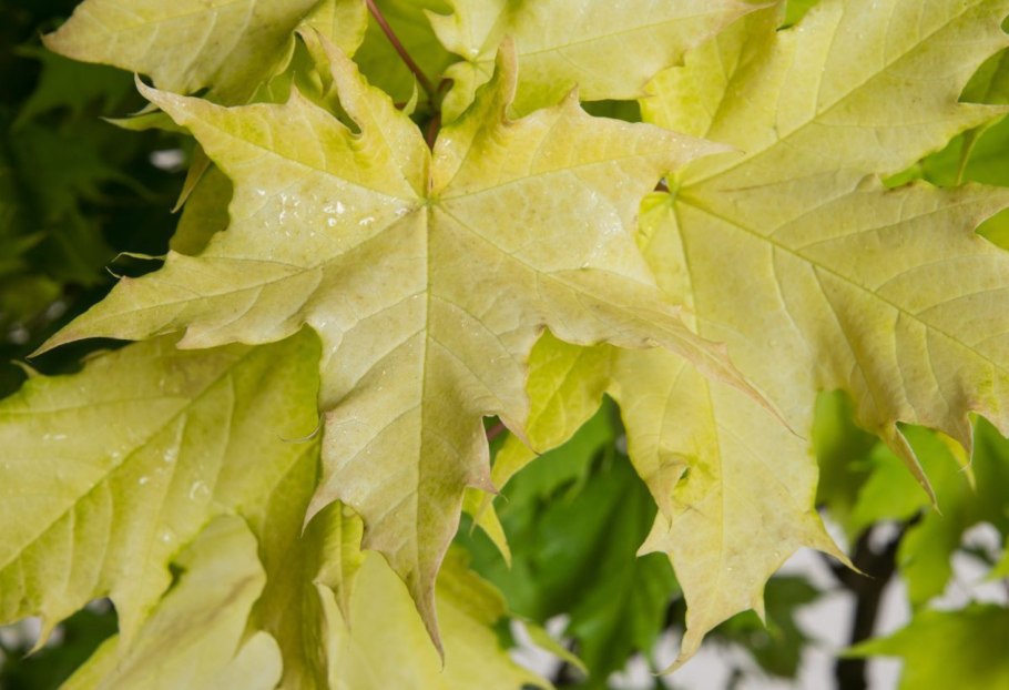 Клен остролистный голден