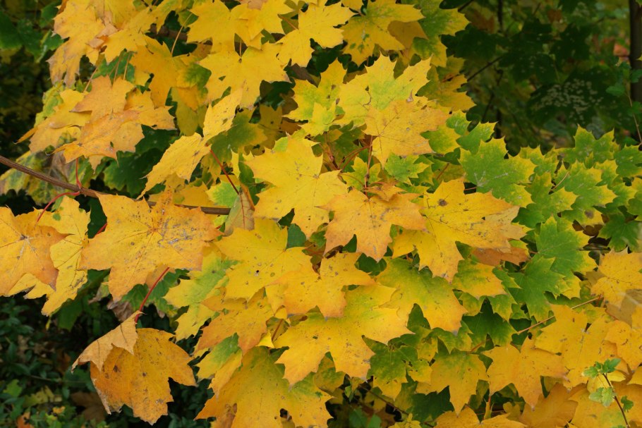 Остролистный клен