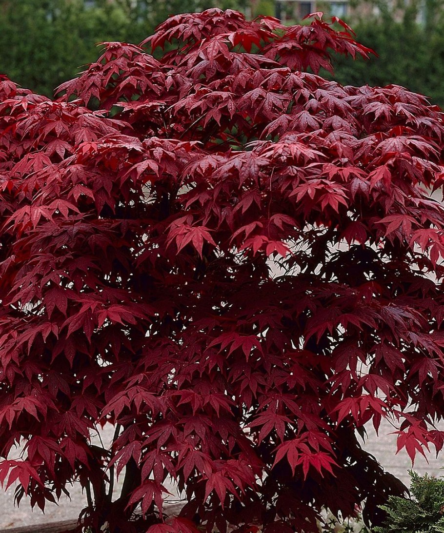Клен acer palmatum bloodgood