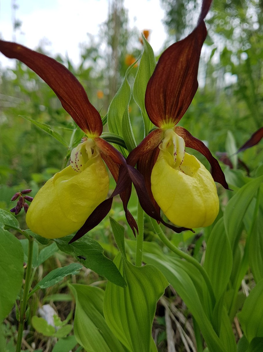 Башмачок венерин