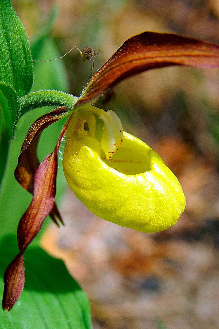 Венерин башмачок ventricosum