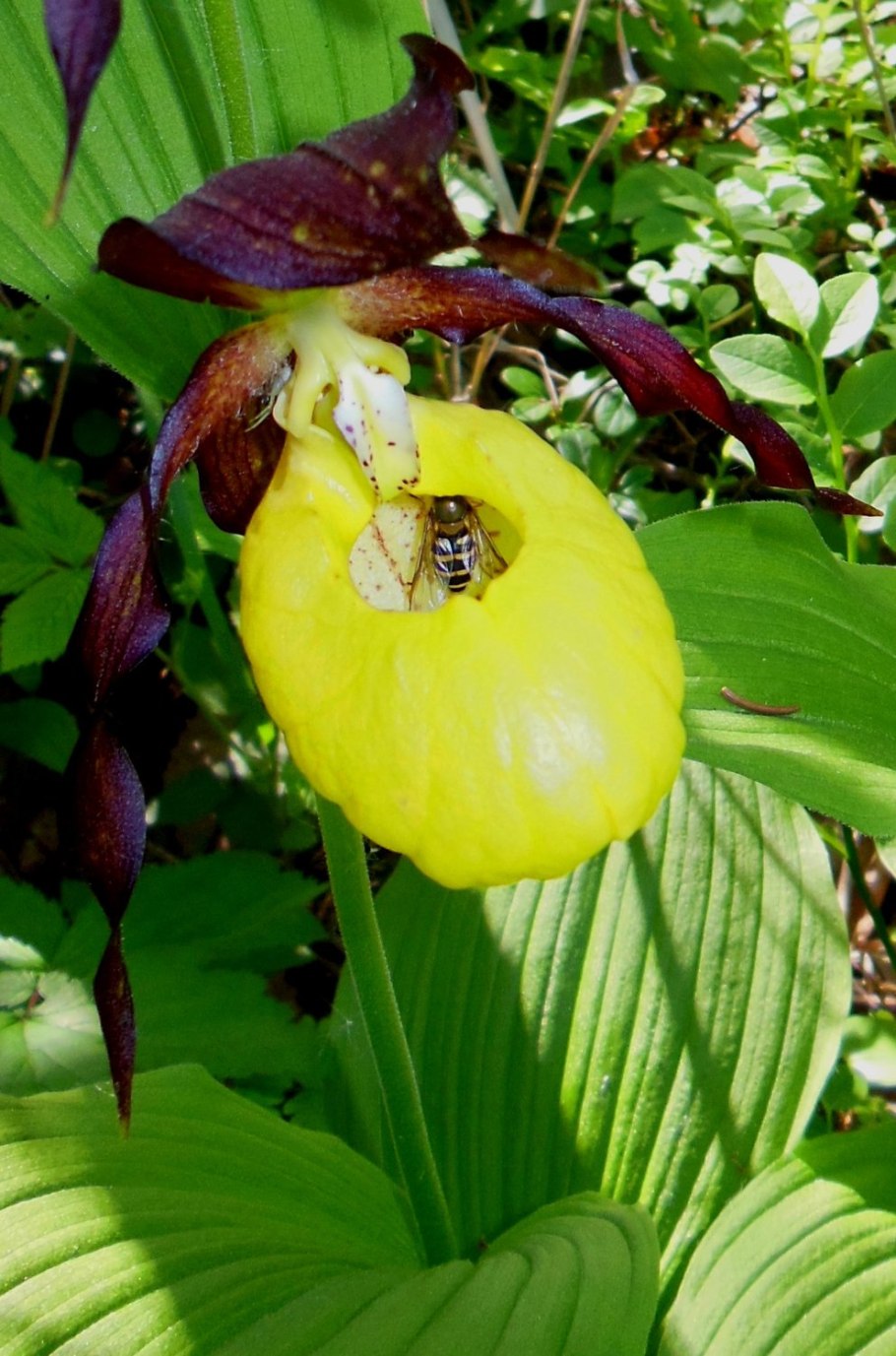 Цветок венерин башмачок