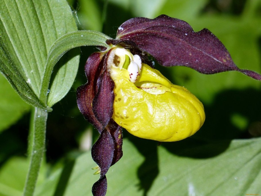 Венерин башмачок настоя