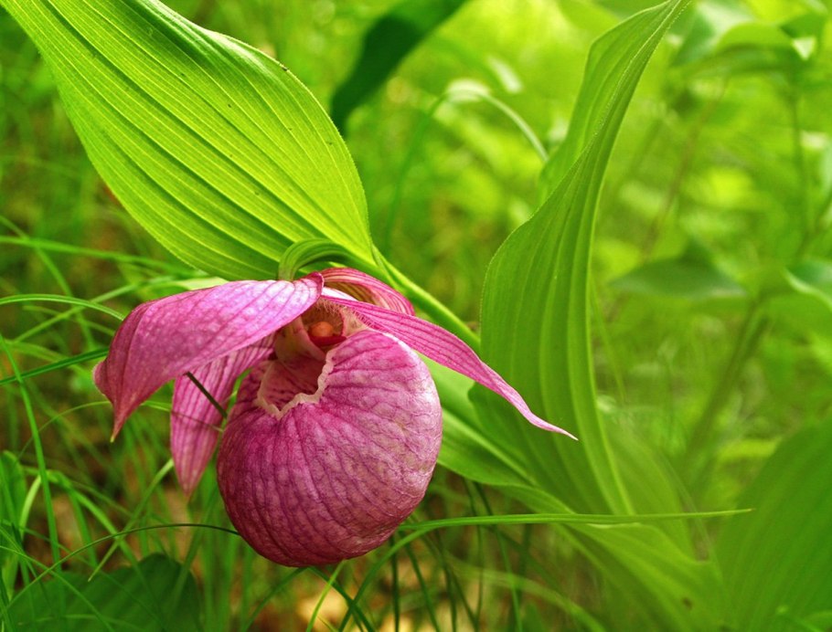 Растение венерин башмачок