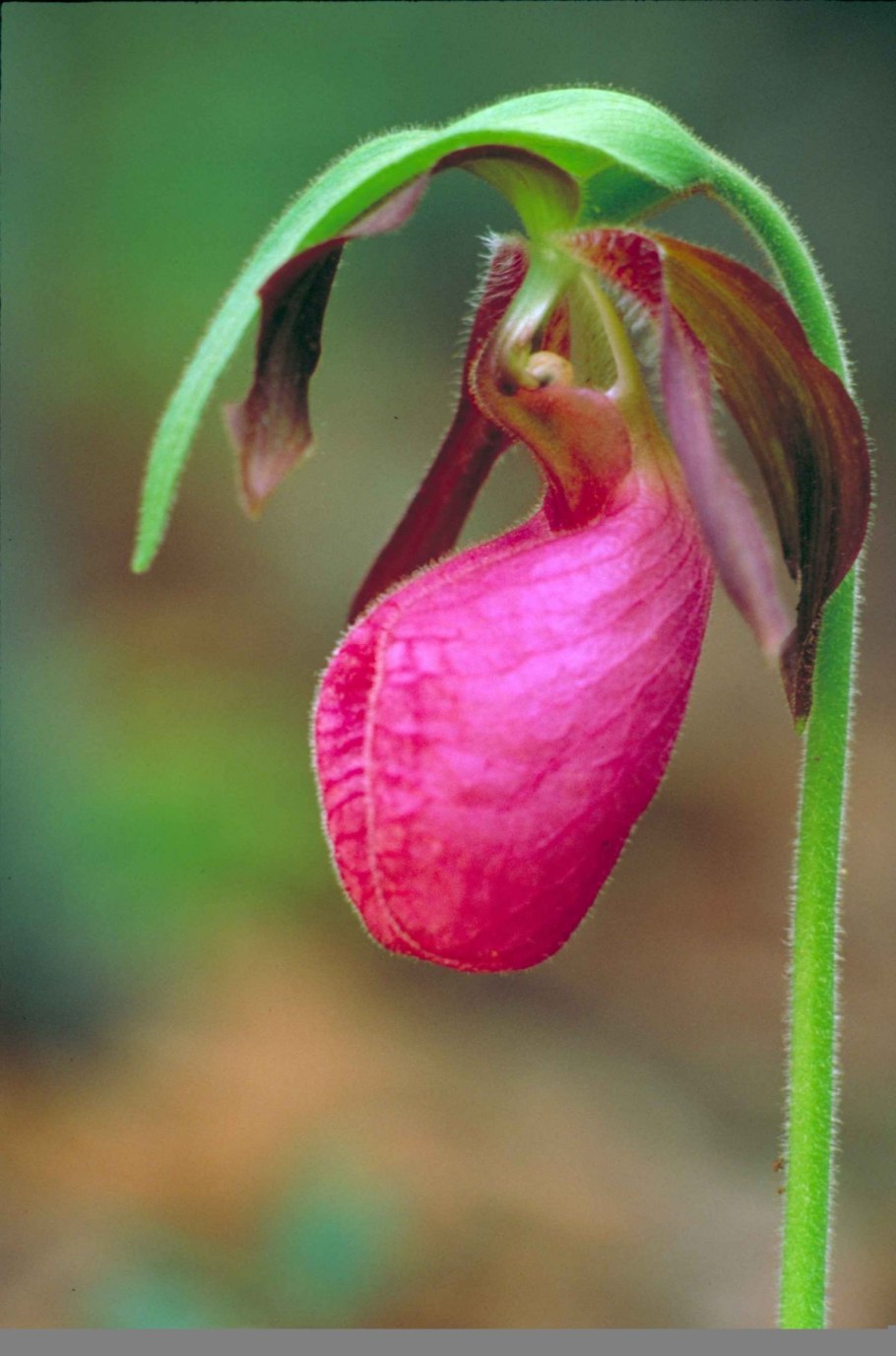 Lady&#96;s slipper orchid