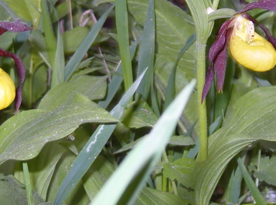 Венерин башмачок орхидея