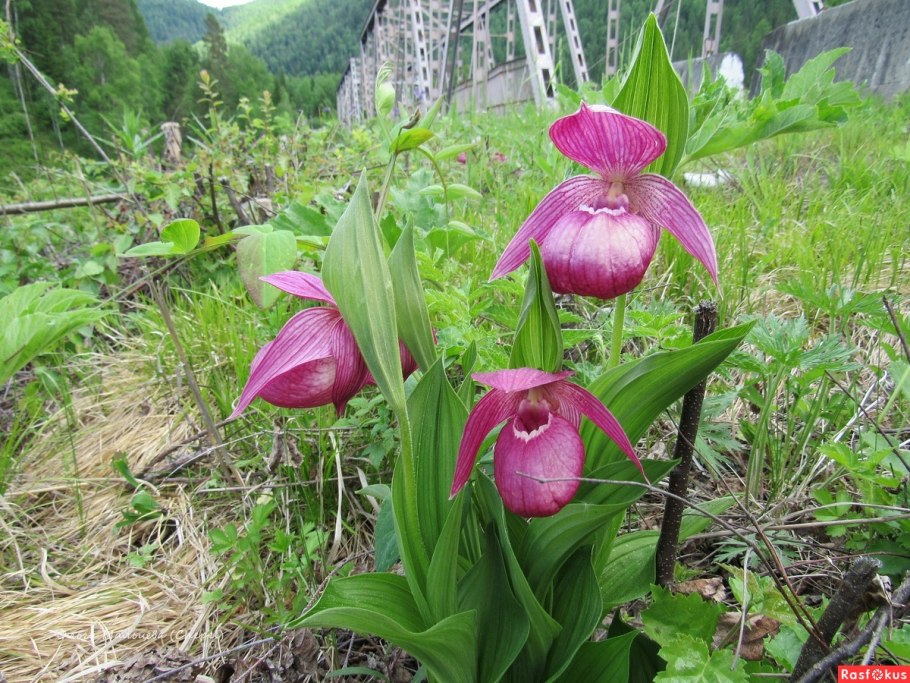 Кукушкин башмачок цветок