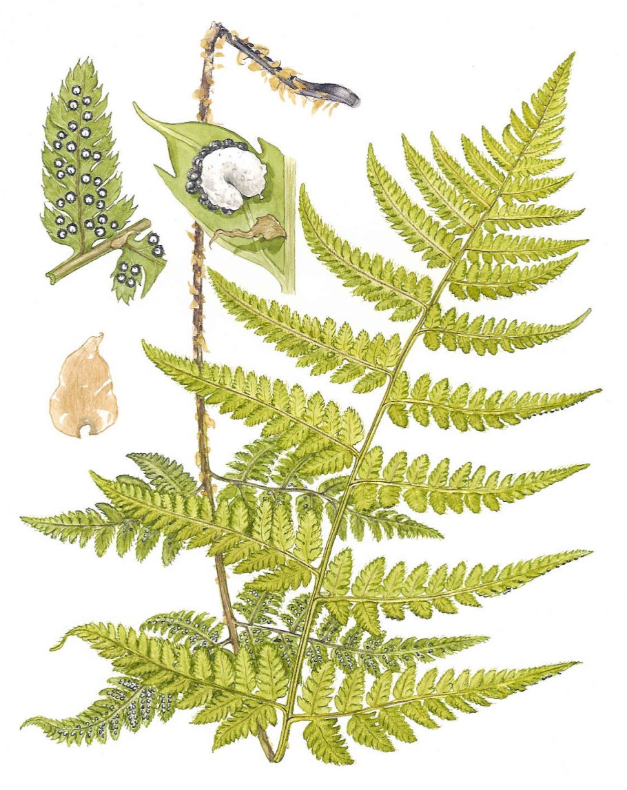 Щитовник гребенчатый plantarium