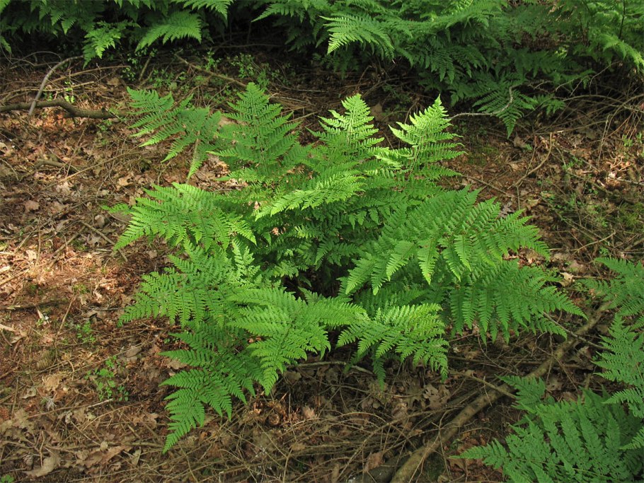 Щитовник Шартрский (dryopteris carthusiana)