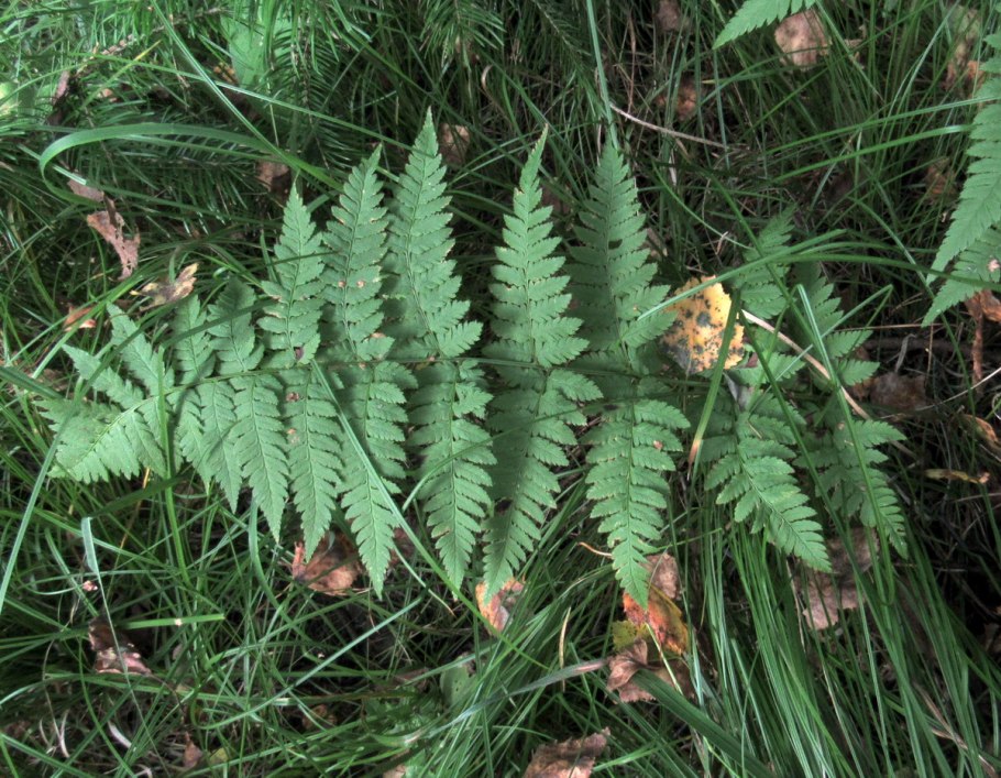 Щитовник Шартрский (dryopteris carthusiana)