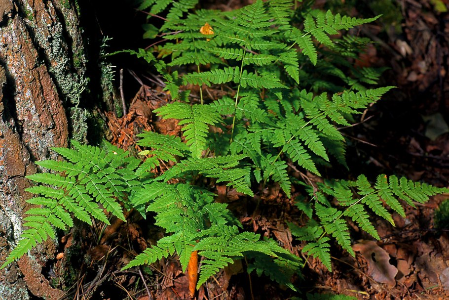 Dryopteris carthusiana Dryopteridaceae сорусы