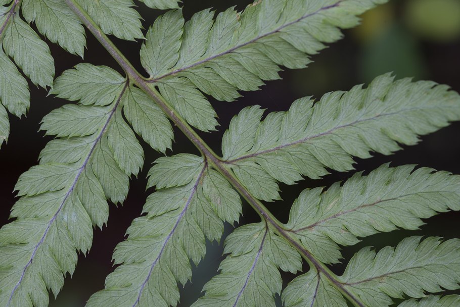 Щитовник китайский dryopteris chinensis