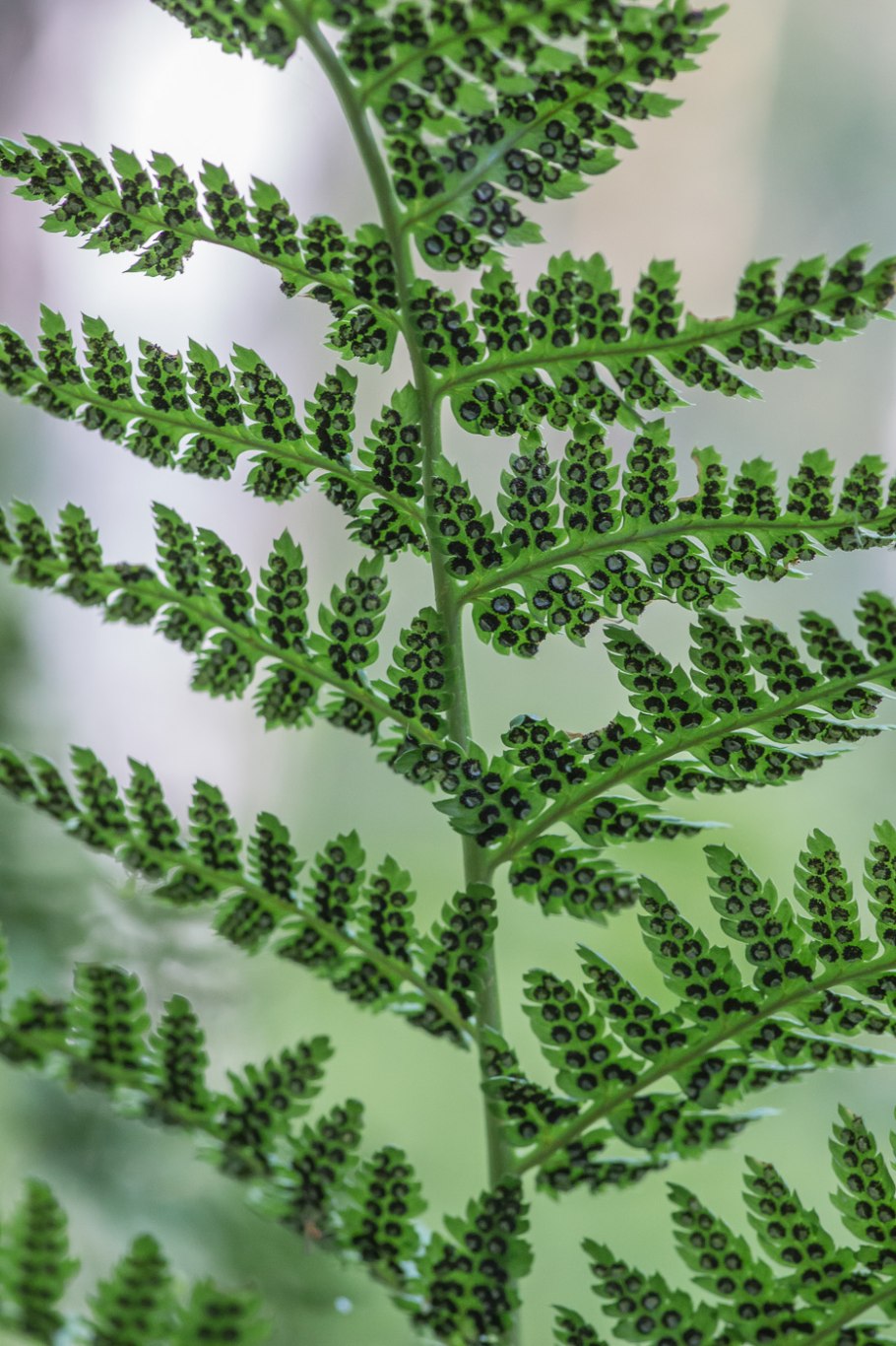 Dryopteris filix mas Furcans