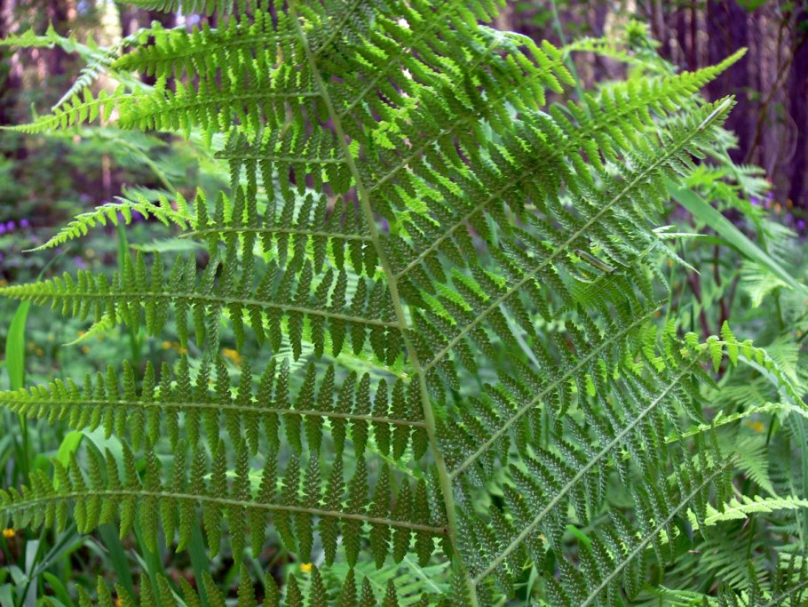 Щитовник картузианский dryopteris carthusiana